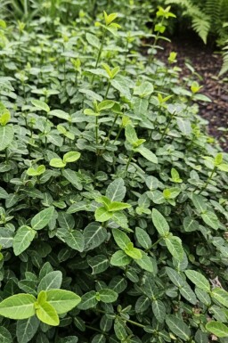 Teppich-Spindelstrauch Euonymus fortunei var. radicans strauch Euonymus fortunei var. radicans Strauch