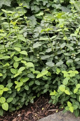 Teppich-Spindelstrauch Euonymus fortunei var. radicans strauch Euonymus fortunei var. radicans Strauch