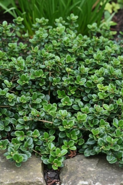 Lonicera crassifolia 'Little Honey' Strauch