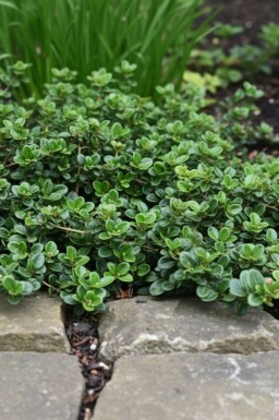 Lonicera crassifolia 'Little Honey' Strauch