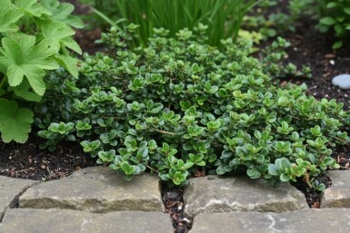 Kriechende Heckenkirsche 'Little Honey' Lonicera crassifolia 'Little Honey' strauch Lonicera crassifolia 'Little Honey' Strauch