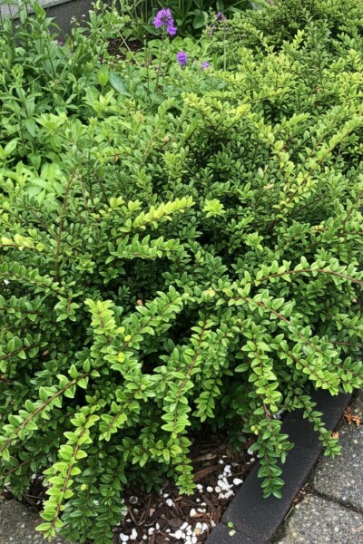 Immergrüne Heckenkirsche 'Maigrün' Lonicera nitida 'Maigrün' strauch Lonicera nitida 'Maigrün' Strauch