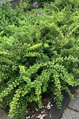 Immergrüne Heckenkirsche 'Maigrün' Lonicera nitida 'Maigrün' strauch Lonicera nitida 'Maigrün' Strauch