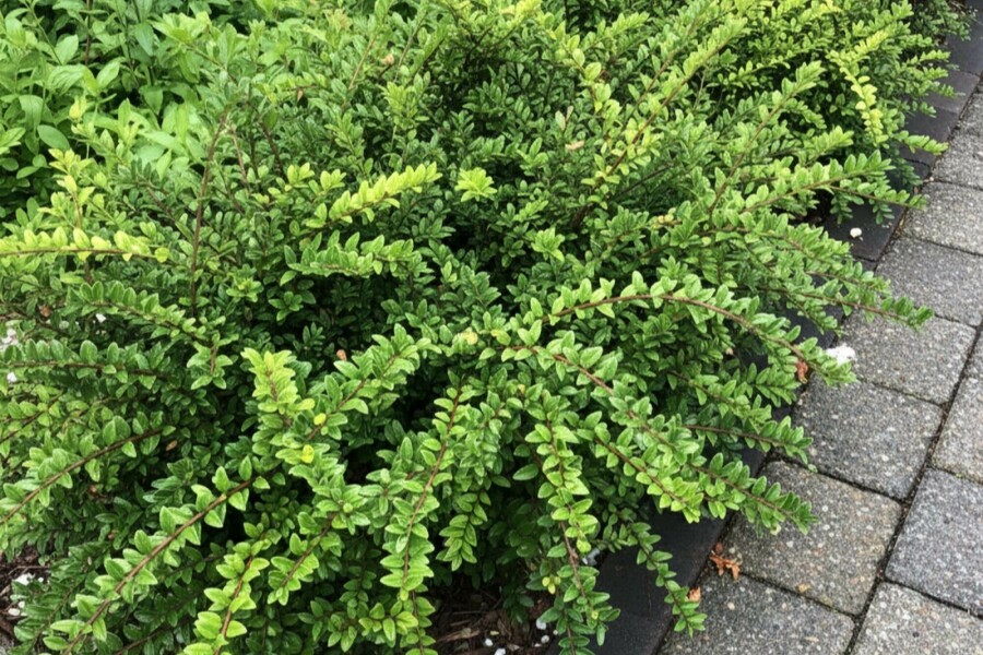 Immergrüne Heckenkirsche 'Maigrün' Lonicera nitida 'Maigrün' strauch Lonicera nitida 'Maigrün' Strauch