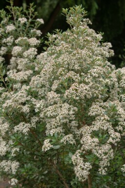 Gänseblümchenstrauch Olearia haastii strauch Olearia haastii Strauch