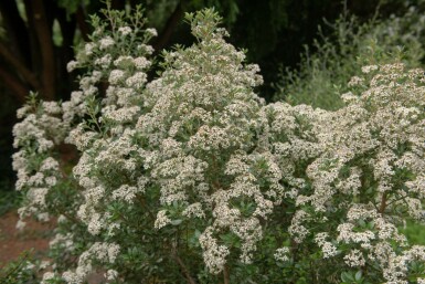 Gänseblümchenstrauch Olearia haastii strauch Olearia haastii Strauch