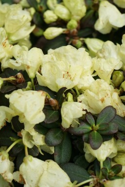 Zwergrhododendron 'Wren' Rhododendron impeditum 'Wren' strauch Rhododendron impeditum 'Wren' Strauch