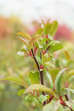 Duftender schneeball Viburnum bodnantense 'Charles Lamont' strauch Viburnum bodnantense 'Charles Lamont'