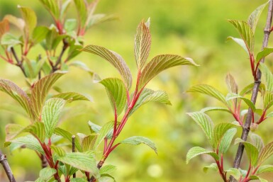 Duftender schneeball Viburnum bodnantense 'Charles Lamont' strauch Viburnum bodnantense 'Charles Lamont'