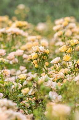 Bodendeckerrose 'Yellow Fairy' Rosa 'Yellow Fairy' strauch Rosa 'Yellow Fairy' Strauch