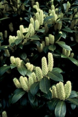 Kirschlorbeer 'Van Nes' Prunus laurocerasus 'Van Nes' strauch Prunus laurocerasus 'Van Nes' Strauch