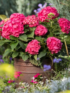 Ballhortensie Endless Summer 'Summer Love Red' Hydrangea macrophylla 'Summer Love Red' strauch Hydrangea macrophylla 'Summer Love Red' Strauch