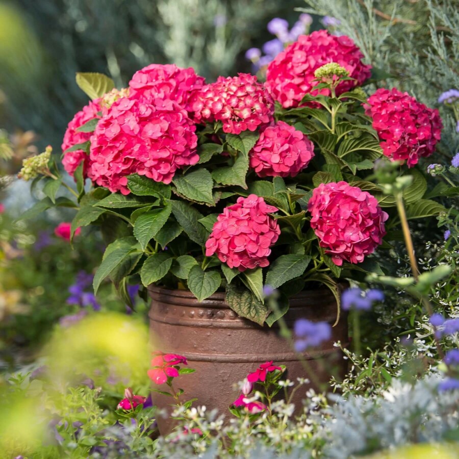 Ballhortensie Endless Summer 'Summer Love Red' Hydrangea macrophylla 'Summer Love Red' strauch Hydrangea macrophylla 'Summer Love Red' Strauch
