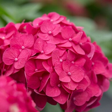 Ballhortensie Endless Summer 'Summer Love Red' Hydrangea macrophylla 'Summer Love Red' strauch Hydrangea macrophylla 'Summer Love Red' Strauch