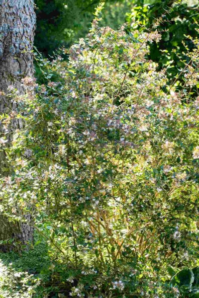 Großblütige abelie Abelia grandiflora 'Edward Goucher' strauch 25-30 C2 Abelia grandiflora 'Edward Goucher' Strauch 25-30 cm