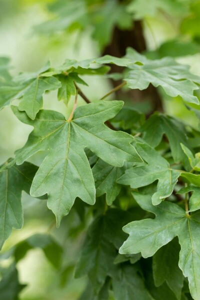 Feldahorn Acer campestre strauch Acer campestre Strauch