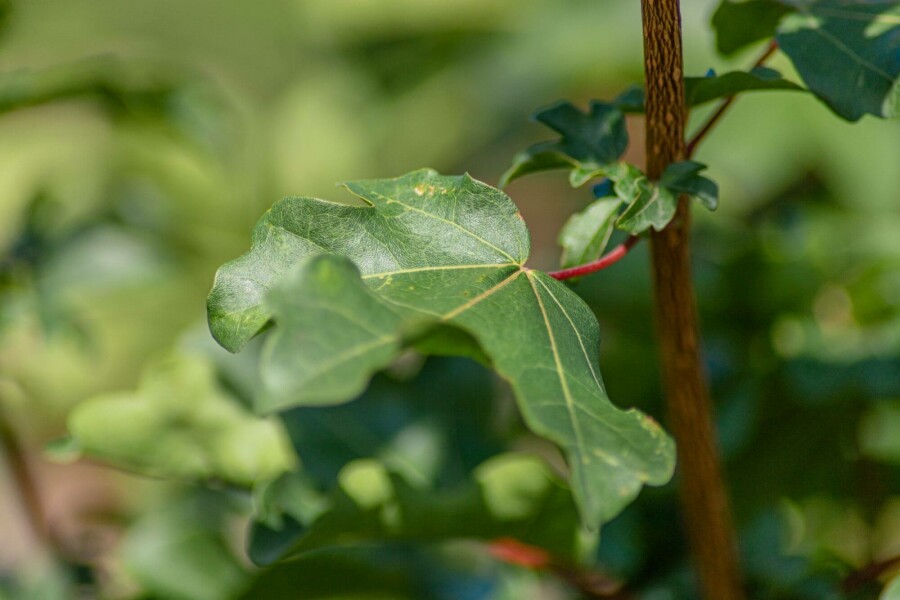 Feldahorn Acer campestre strauch Acer campestre Strauch