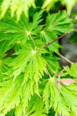 Japanischer ahorn Acer japonicum 'Aconitifolium' strauch Acer japonicum 'Aconitifolium' Strauch
