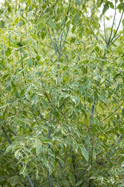 Silbereschen Ahorn Acer negundo 'Variegatum' strauch Acer negundo 'Variegatum' Strauch
