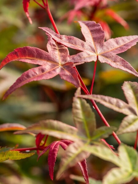 Japanischer ahorn Acer palmatum 'Beni Maiko' strauch Acer palmatum 'Beni Maiko' Strauch