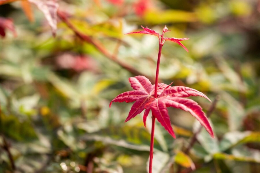 Japanischer ahorn Acer palmatum 'Beni Maiko' strauch Acer palmatum 'Beni Maiko' Strauch
