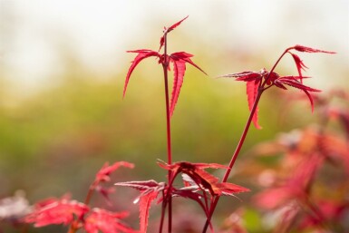 Acer palmatum 'Beni Maiko'