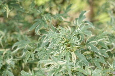 Japanischer Ahorn Acer palmatum 'Butterfly' strauch 50-60 C3 Acer palmatum 'Butterfly' Strauch 50-60 cm