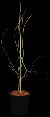 Japanischer ahorn Acer palmatum 'Emerald Lace' strauch Acer palmatum 'Emerald Lace' Strauch