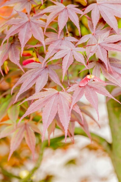 Acer palmatum 'Fireglow' Strauch 200-225 cm C90
