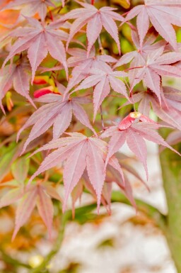 Japanischer ahorn Acer palmatum 'Fireglow' strauch Acer palmatum 'Fireglow' Strauch