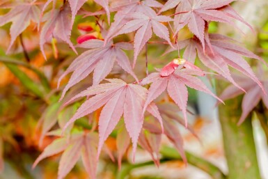 Japanischer ahorn Acer palmatum 'Fireglow' strauch Acer palmatum 'Fireglow' Strauch