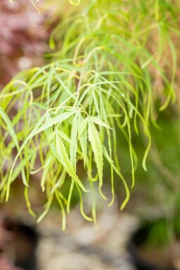 Japanischer ahorn Acer palmatum 'Koto-no-ito' strauch Acer palmatum 'Koto-no-ito' Strauch
