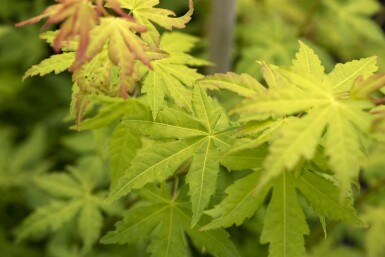 Japanischer ahorn Acer palmatum 'Orange Dream' strauch 50-60 C5 Acer palmatum 'Orange Dream' Strauch 50-60 cm