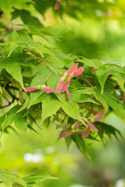 Acer palmatum 'Osakazuki' Strauch 125-150 cm C15