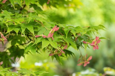 Japanischer ahorn Acer palmatum 'Osakazuki' strauch Acer palmatum 'Osakazuki' Strauch