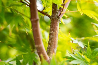 Acer palmatum 'Osakazuki' Strauch 125-150 cm C15