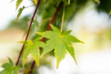 Acer palmatum 'Osakazuki' Strauch 125-150 cm C15