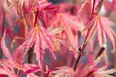 Japanischer ahorn Acer palmatum 'Phoenix' strauch 40-60 C3 Acer palmatum 'Phoenix' Strauch 40-60 cm