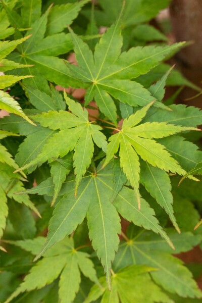 Acer palmatum 'Sangokaku' Strauch 125-150 cm C15