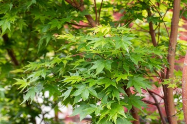 Acer palmatum 'Sangokaku' Strauch 125-150 cm C15