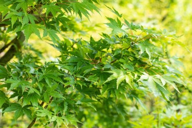Acer palmatum 'Sangokaku' Strauch 125-150 cm C15