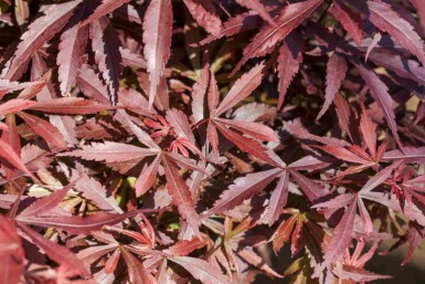 Acer palmatum 'Shaina'