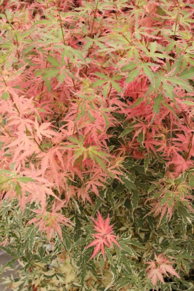Japanischer ahorn Acer palmatum 'Taylor' strauch Acer palmatum 'Taylor' Strauch