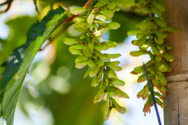 Japanischer streifenahorn Acer rufinerve strauch Acer rufinerve Strauch