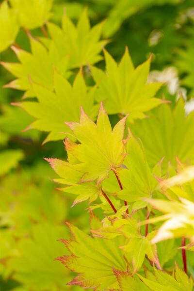 Goldahorn Acer shirasawanum 'Aureum' strauch Acer shirasawanum 'Aureum' Strauch