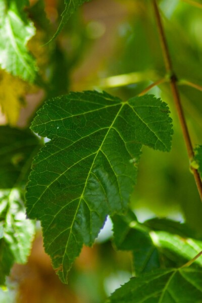 Acer tataricum 'Ginnala'