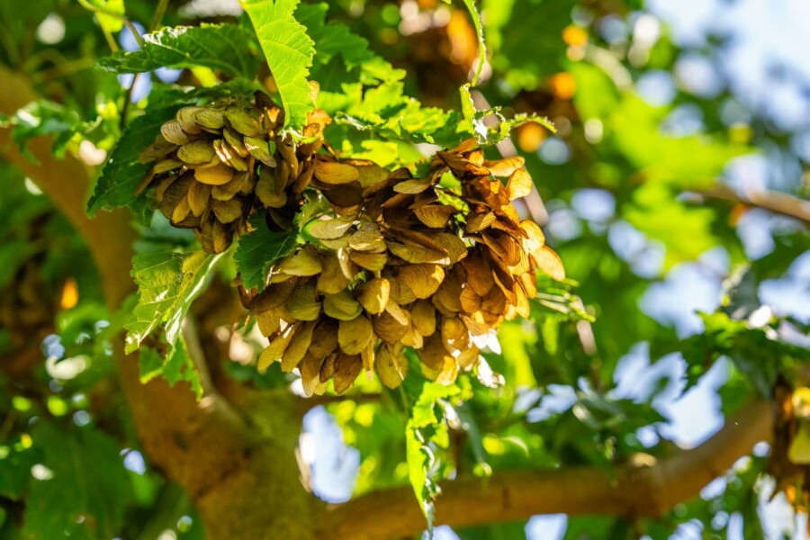 Feuerahorn Acer tataricum 'Ginnala' strauch Acer tataricum 'Ginnala' Strauch