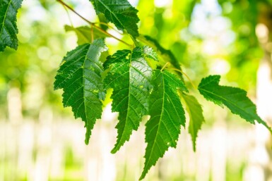 Acer tataricum 'Ginnala'