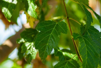 Acer tataricum 'Ginnala'