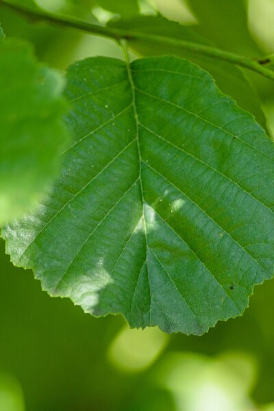 Roterle Alnus glutinosa strauch Alnus glutinosa Strauch